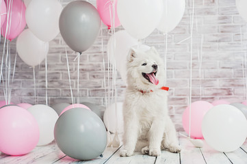 Samoyed puppy with balloons
