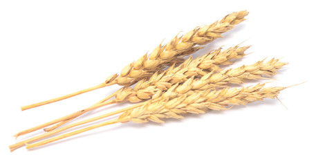 wheat