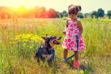 Little girl with big dog walking on the meadow