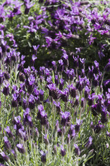 Obraz premium lavender in the garden