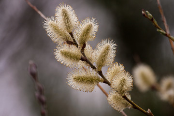 Pussy Willow