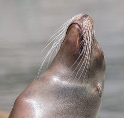 Basking Sea Lion