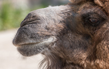 Dromedary closeup
