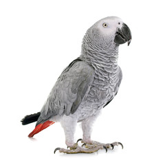 Fototapeta premium African grey parrot