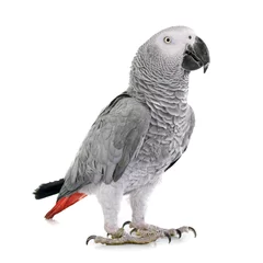 Wandcirkels aluminium Afrikaanse grijze papegaai © cynoclub