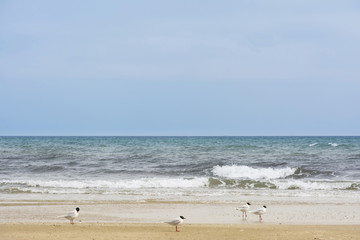 Seagulls on beach