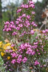 Obraz premium Erica umbellata en flor. Quiruela. 