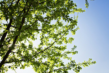 Fototapeta premium The green leaves and sun on blue sky