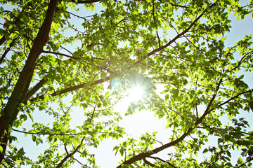 Fototapeta na wymiar The green leaves and sun on blue sky