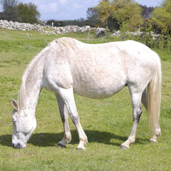 Obraz premium White mare grazing