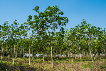 rubber plantation with blue sky background.