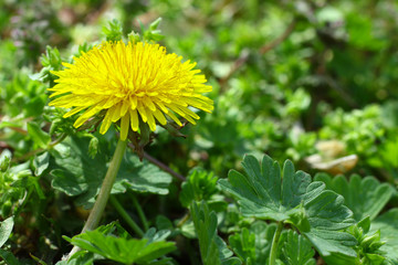 Yellow Dandelion