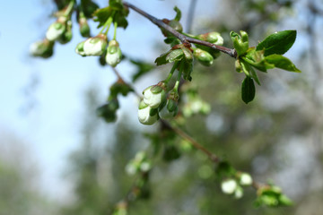 Spring flowers. Flowering branch of cherry