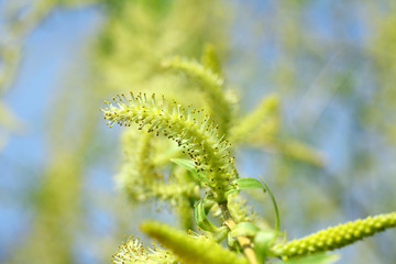 Willow branches in the spring