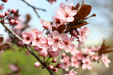 Spring blooming plum flowers. 