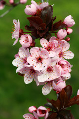 Spring blooming plum flowers. 