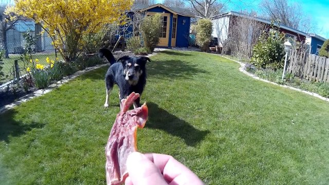 Dog chewing a Bone in the Grass