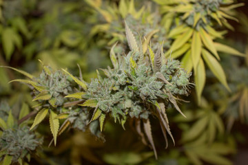 Medical Marijuana Plant -  Cannabis closeup