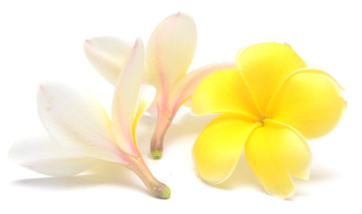 frangipani