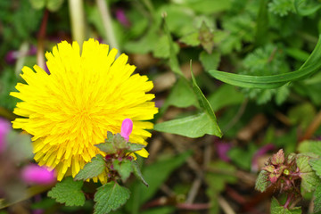 yellow Dandelion