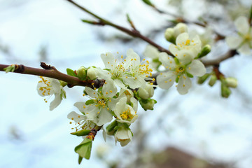Spring flowers. Blooming apple bud