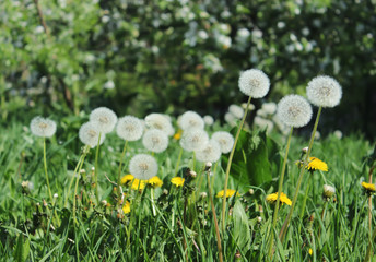 Dandelion in field