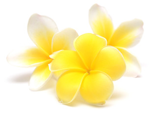 frangipani