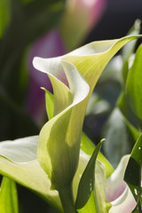calla lily in the garden