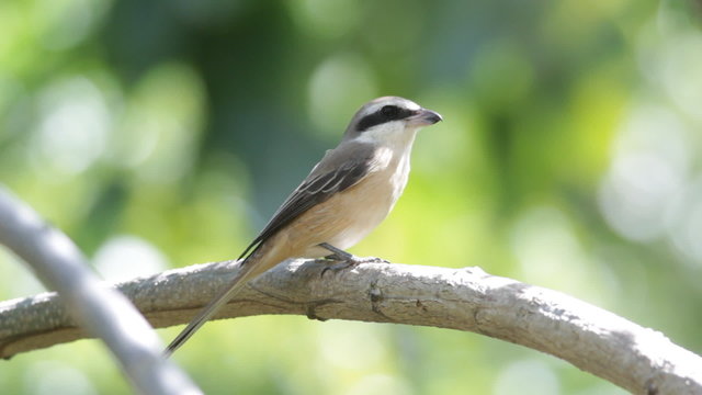 Brown shrike