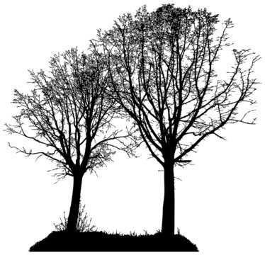 vector silhouette of two trees