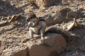 Streifenhörnchen