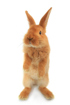 standing rabbit