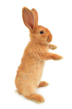 standing rabbit