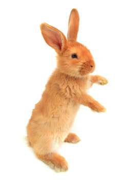 standing rabbit