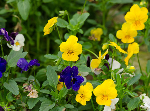 pensies flowers, viola tricolor pansy