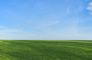 Spring landscape, blue sky and field.
