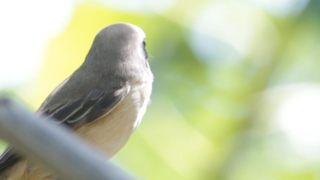 Brown shrike