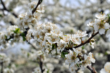 blooming plum tree