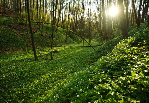 Sunset in the blossoming green forest in sunlight and shadows