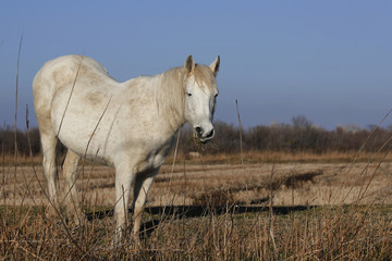 White Horse
