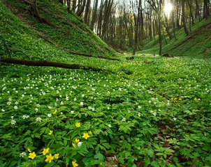  Blooming field of flowers in green spring forest © okostia