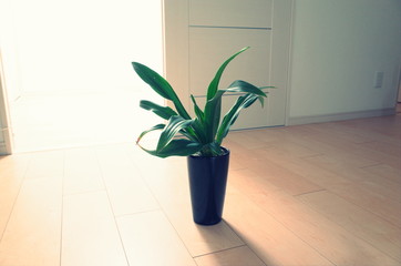 室内と観葉植物