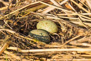 Bird's nest in natural habitat.