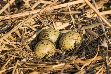 Obraz premium Bird's nest in natural habitat.