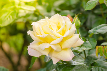 beautiful yellow rose in a garden