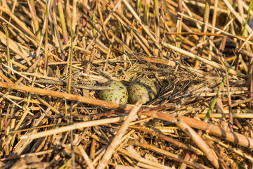 Bird's nest in natural habitat.