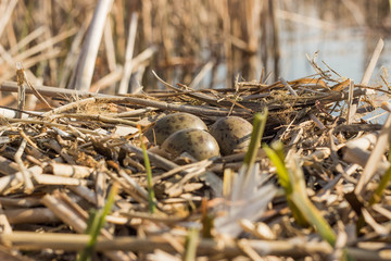 Bird's nest in natural habitat.