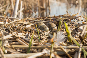 Bird's nest in natural habitat.