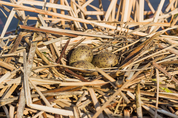 Bird's nest in natural habitat.