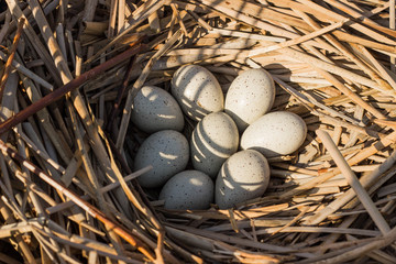 Naklejka premium Bird's nest in natural habitat.